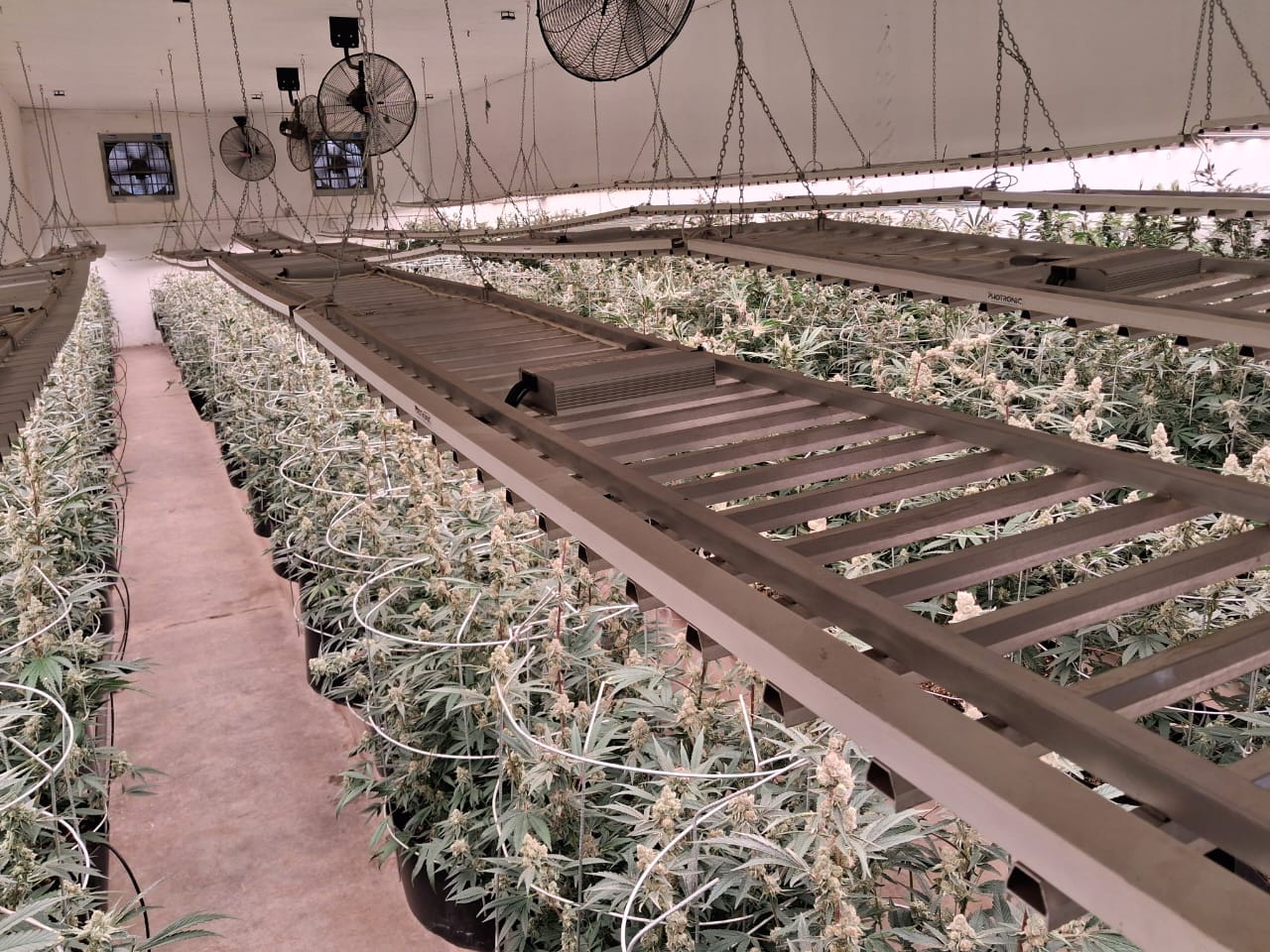 Exotic Indoor Cannabis