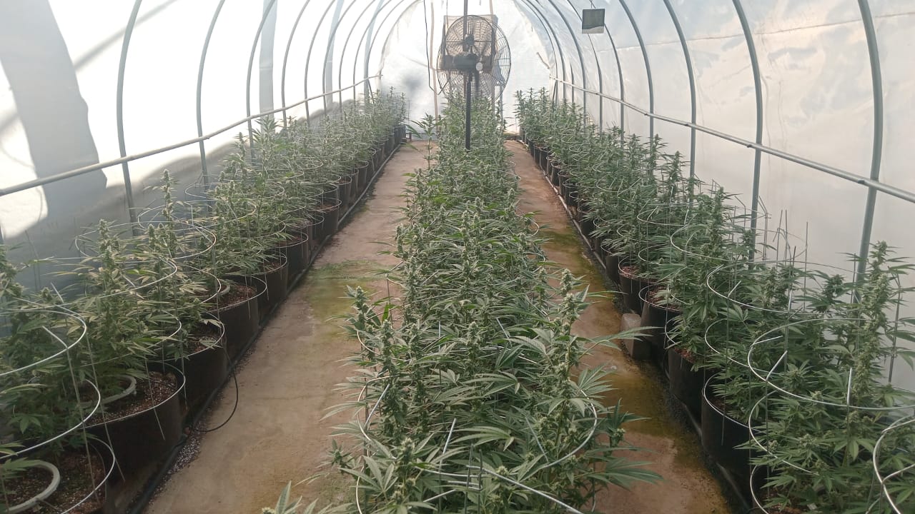Greenhouse Cannabis