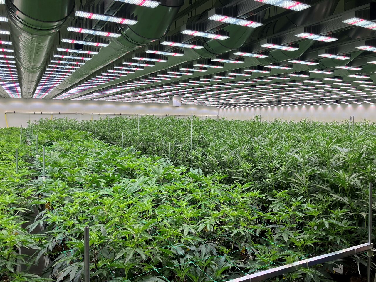 Indoor Cannabis