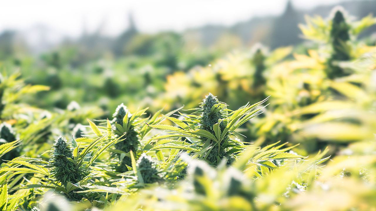 Outdoor Cannabis